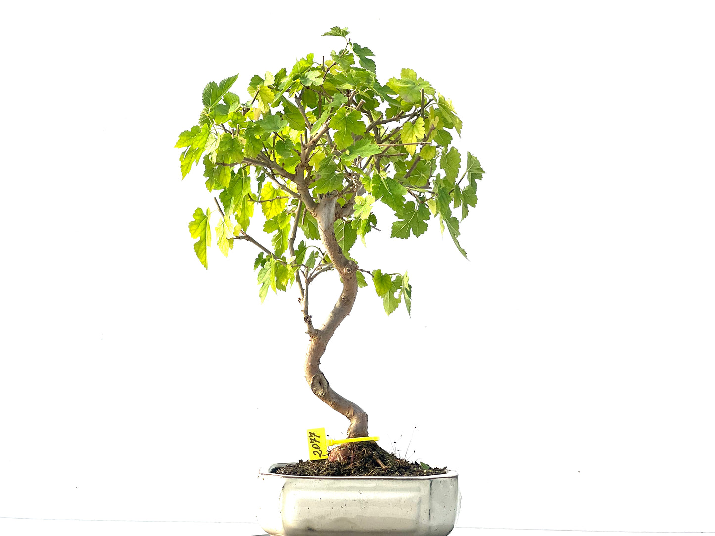 Morus Alba 2077