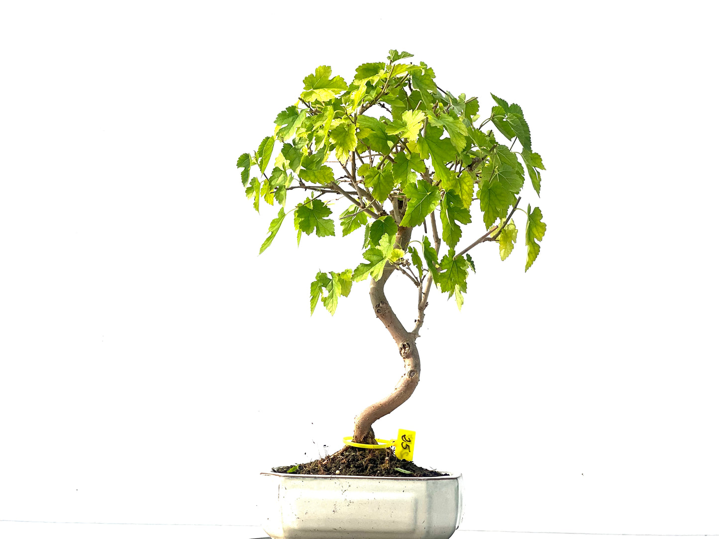 Morus Alba 2077