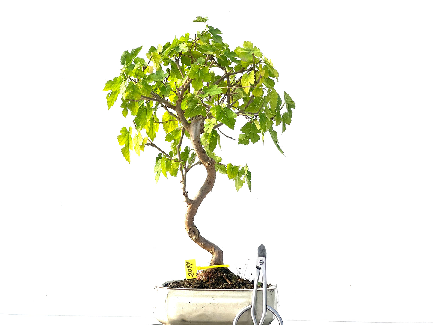 Morus Alba 2077