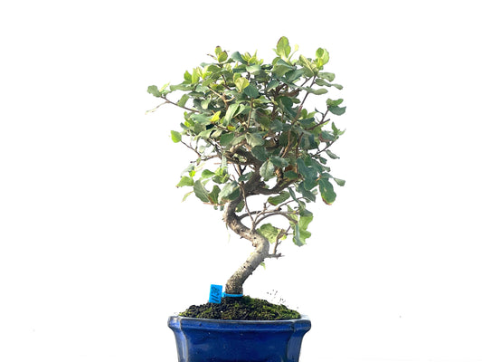 Quercus Suber 1138