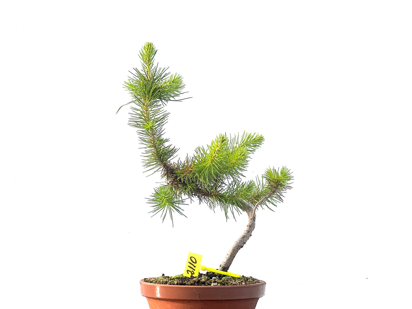 Pinus Pinea 2110