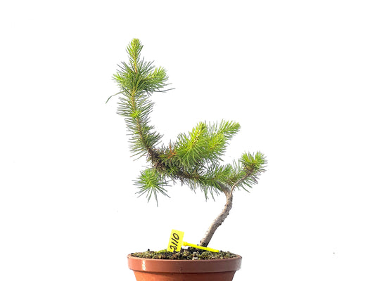 Pinus Pinea 2110