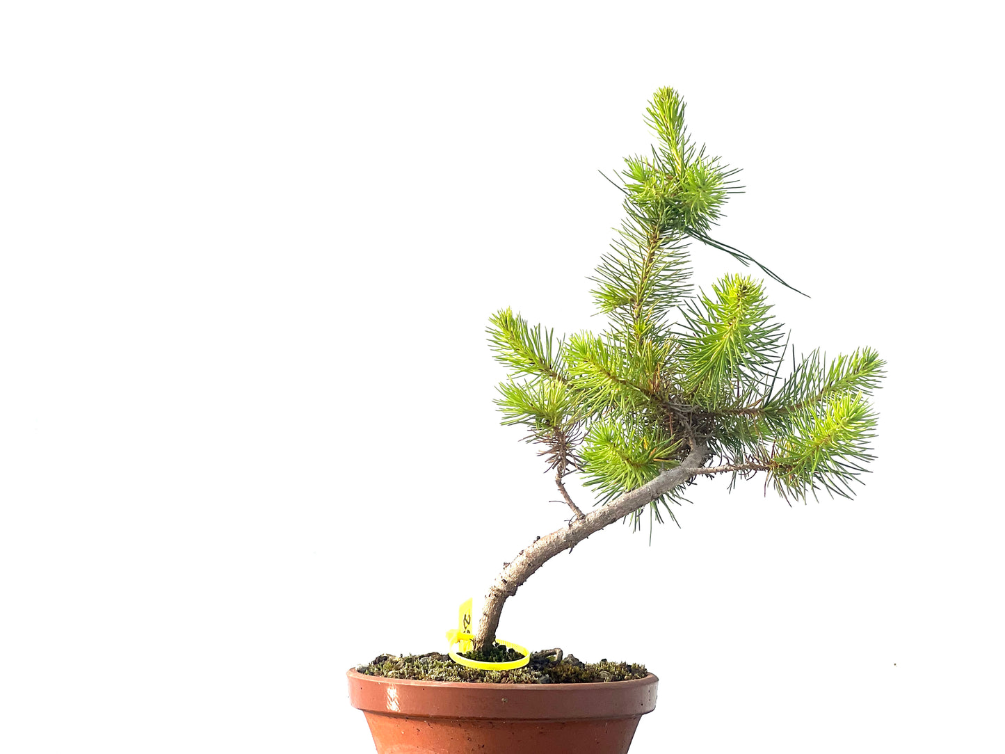 Pinus Pinea 2110