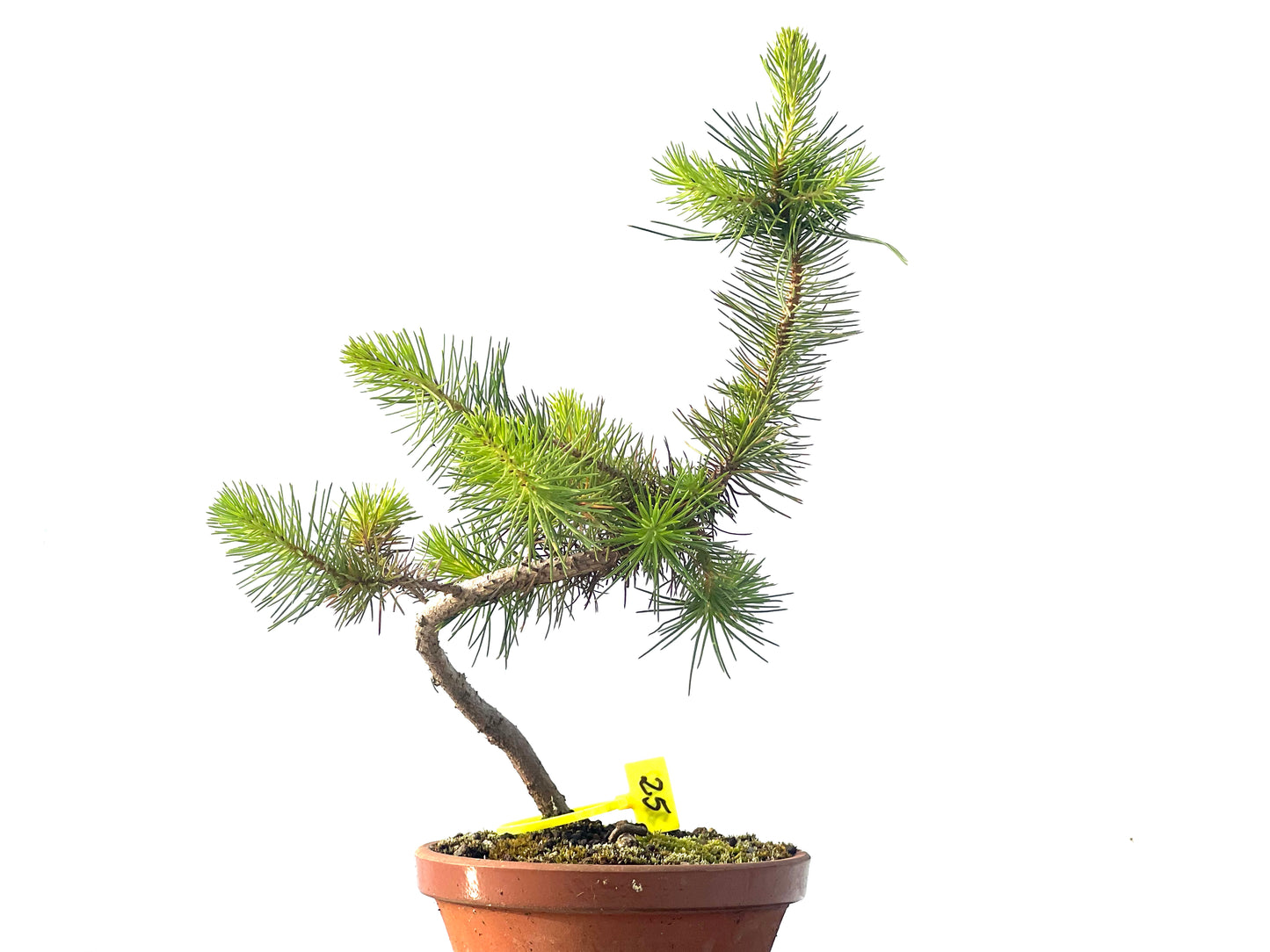 Pinus Pinea 2110