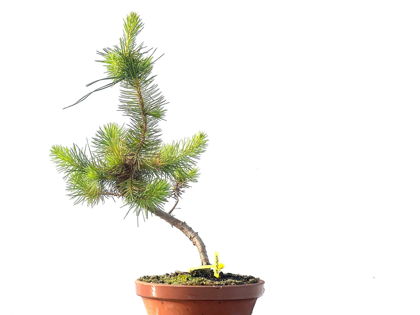 Pinus Pinea 2110