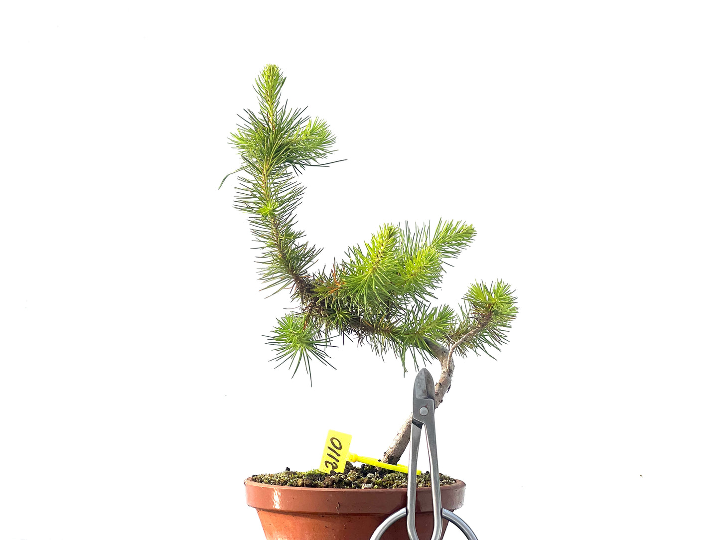 Pinus Pinea 2110
