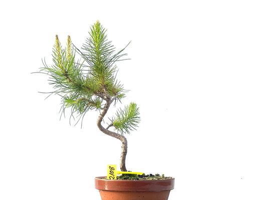 Pinus Pinea 2108