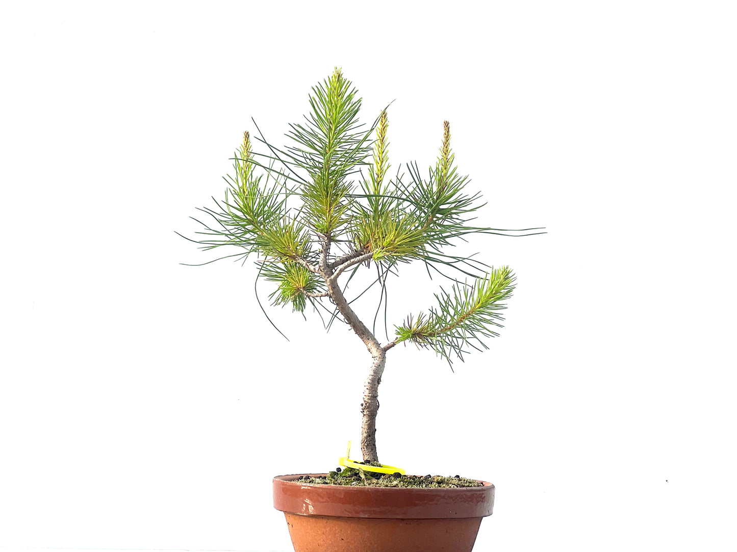 Pinus Pinea 2108