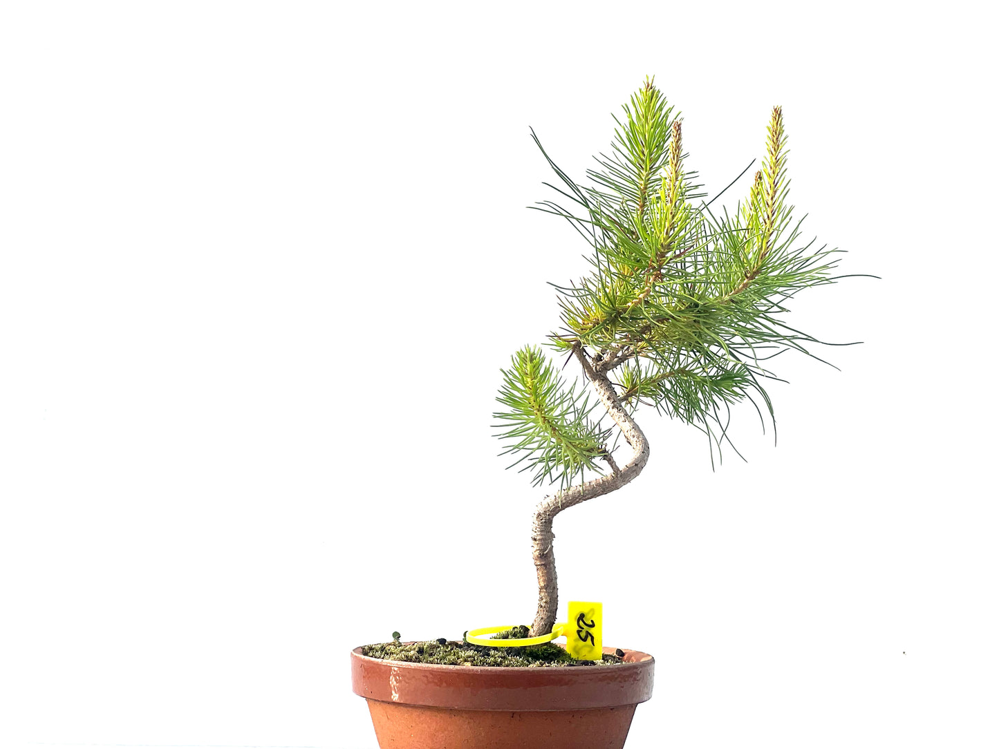 Pinus Pinea 2108
