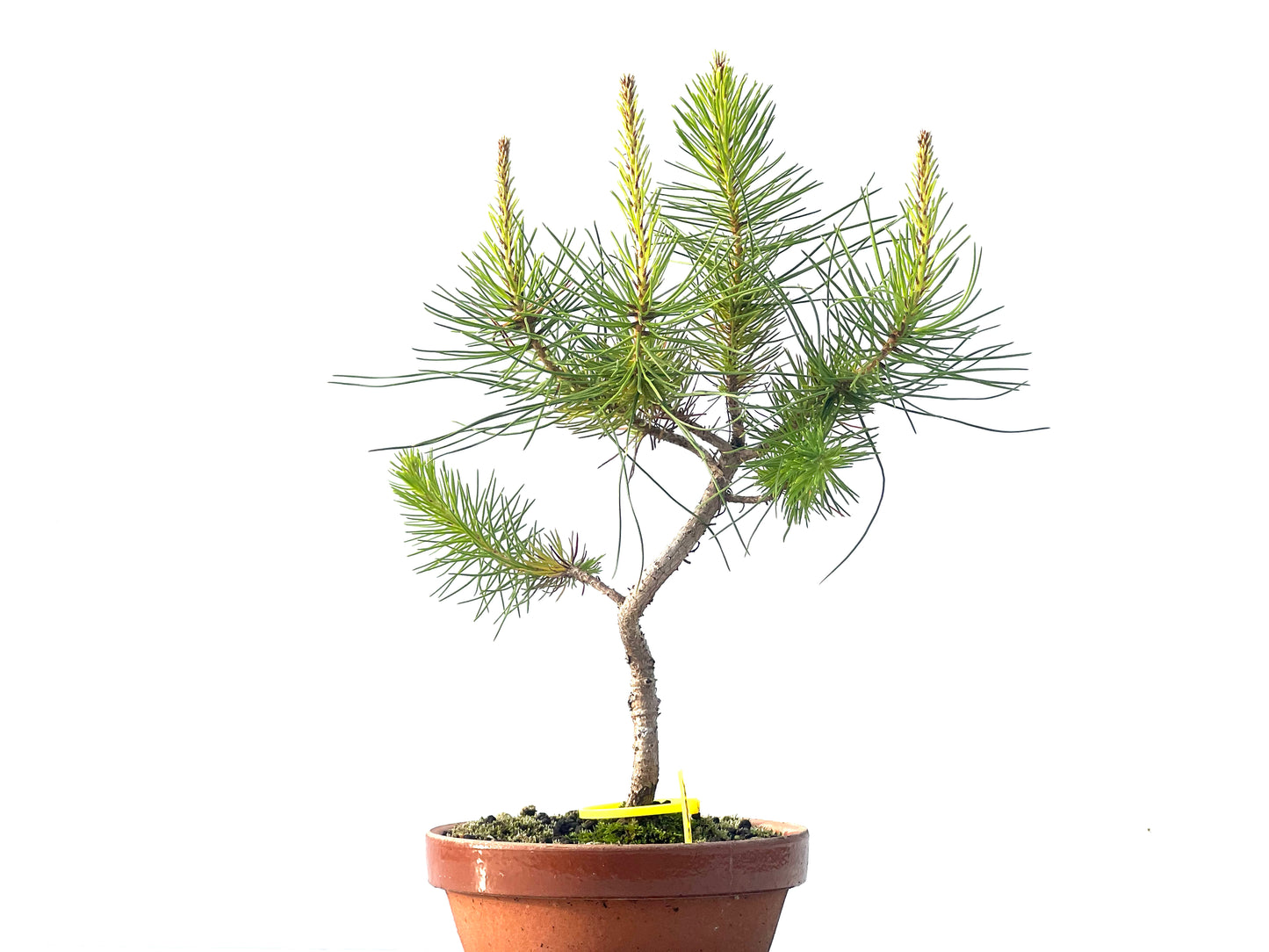 Pinus Pinea 2108