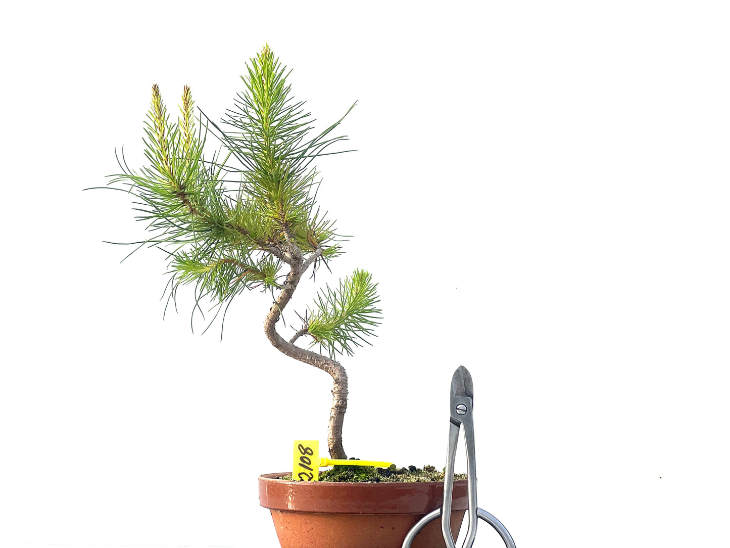 Pinus Pinea 2108