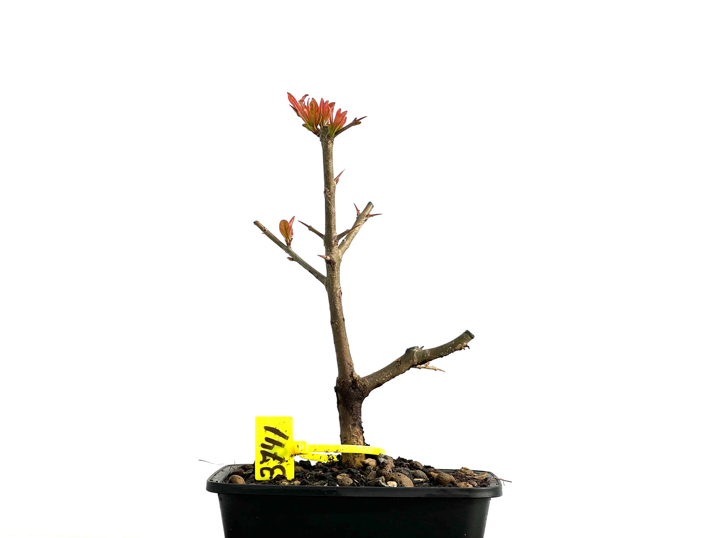 Punica Granatum Nejikan 3741