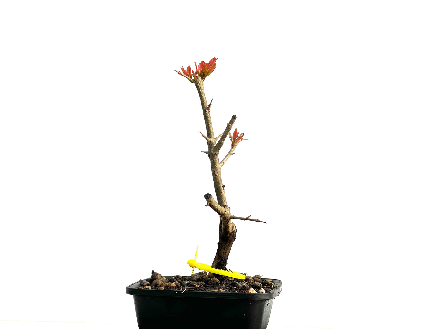 Punica Granatum Nejikan 3741