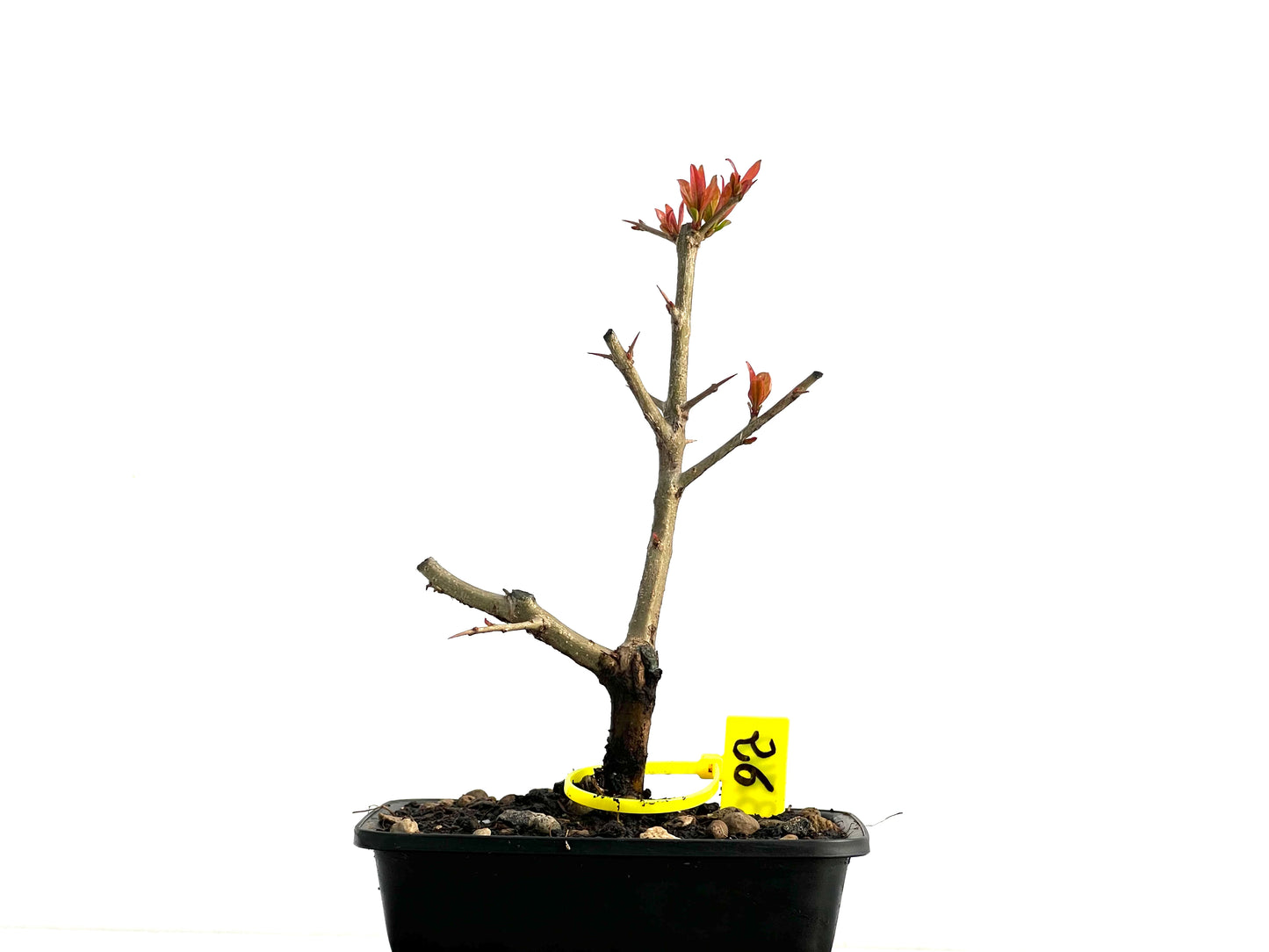 Punica Granatum Nejikan 3741
