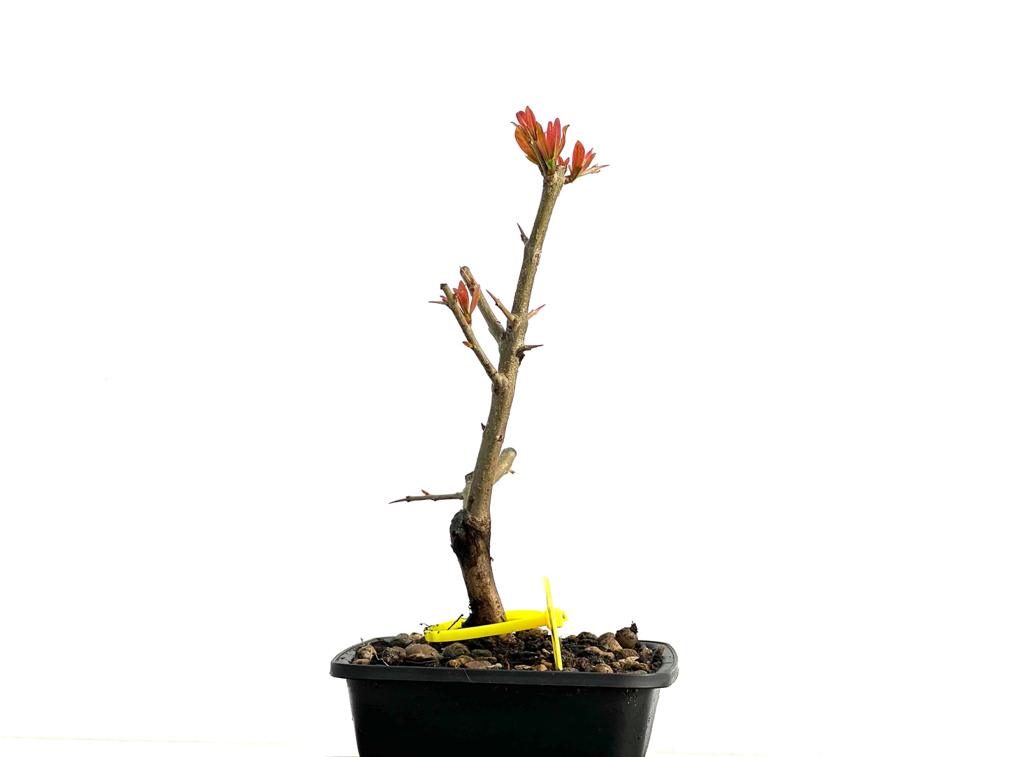 Punica Granatum Nejikan 3741