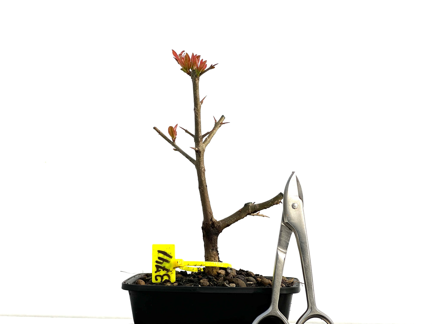 Punica Granatum Nejikan 3741