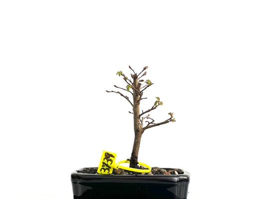 Ulmus Minor 3739