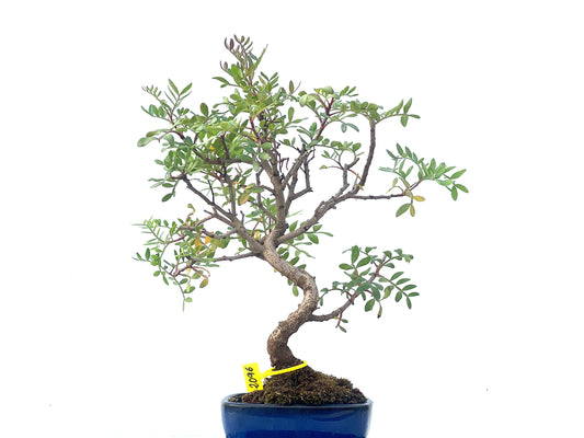 Pistacia Lentiscus 2096