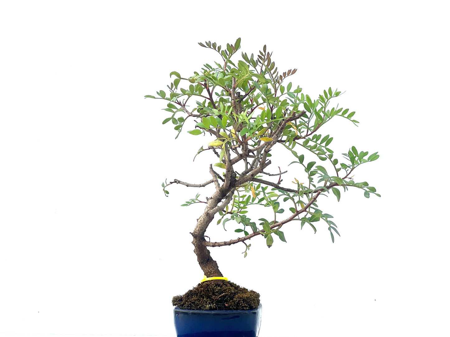Pistacia Lentiscus 2096