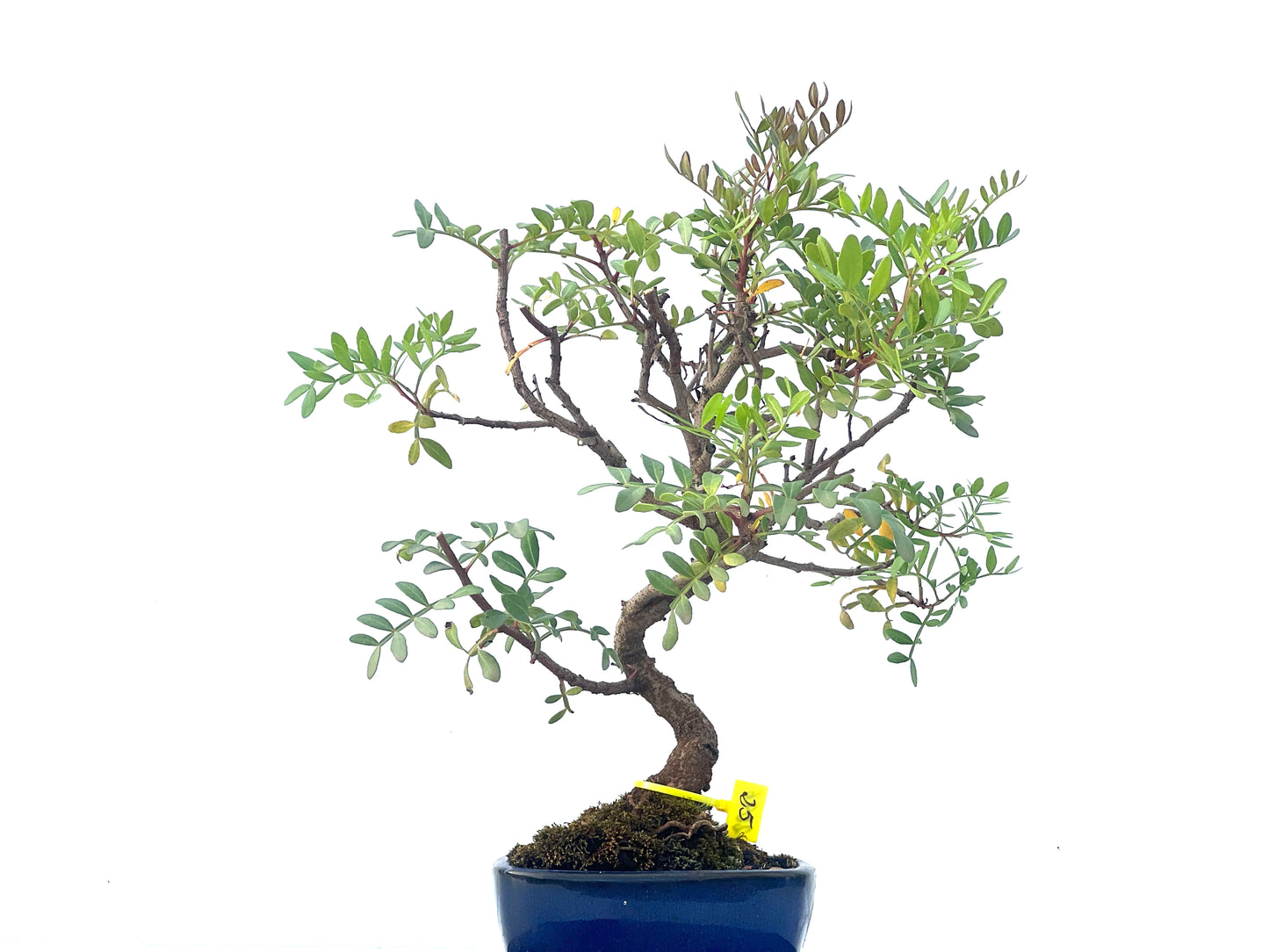 Pistacia Lentiscus 2096