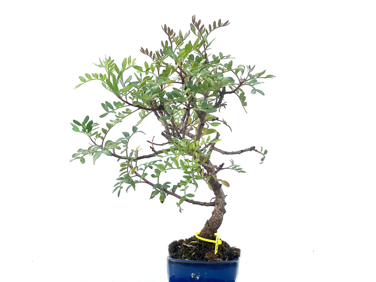 Pistacia Lentiscus 2096