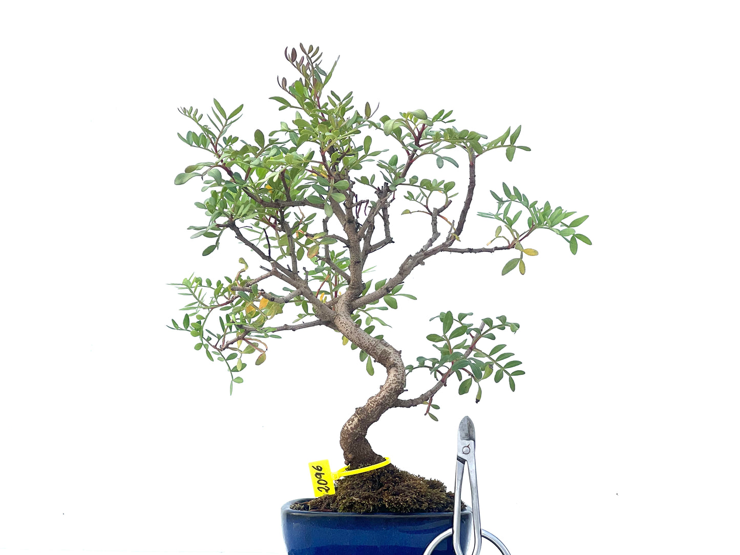 Pistacia Lentiscus 2096