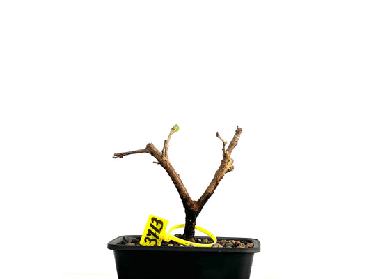 Morus Alba 3713