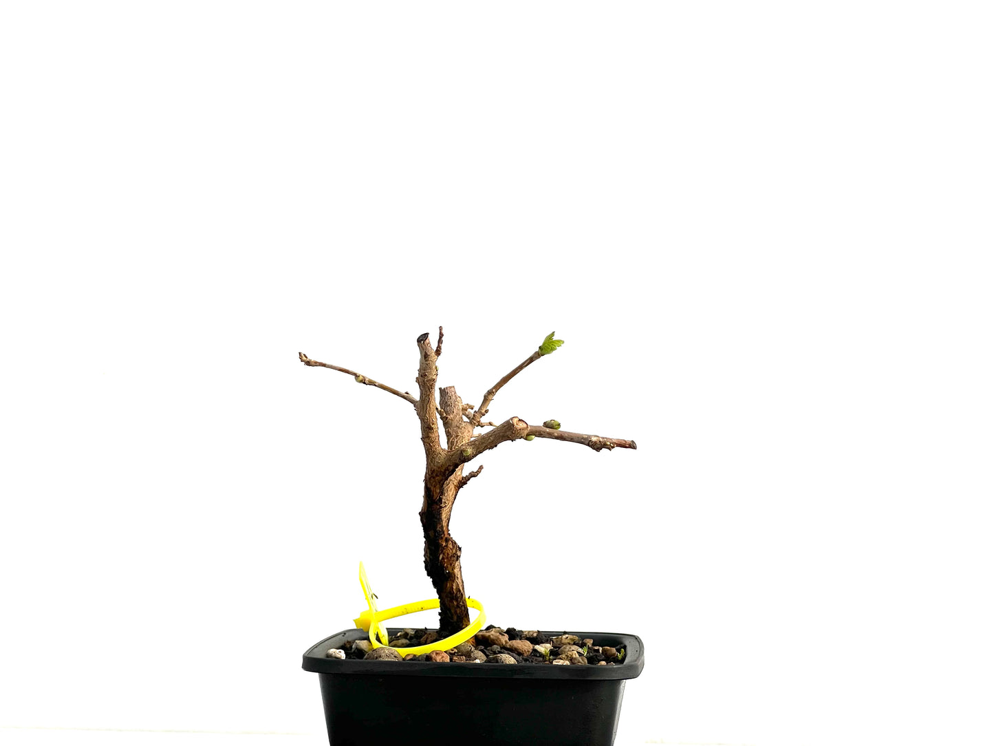 Morus Alba 3713