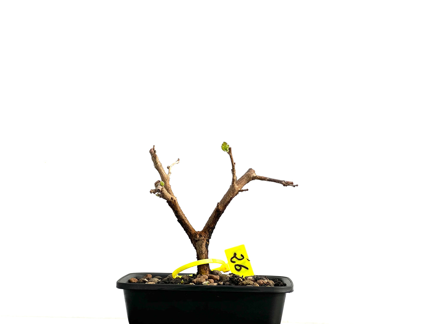 Morus Alba 3713