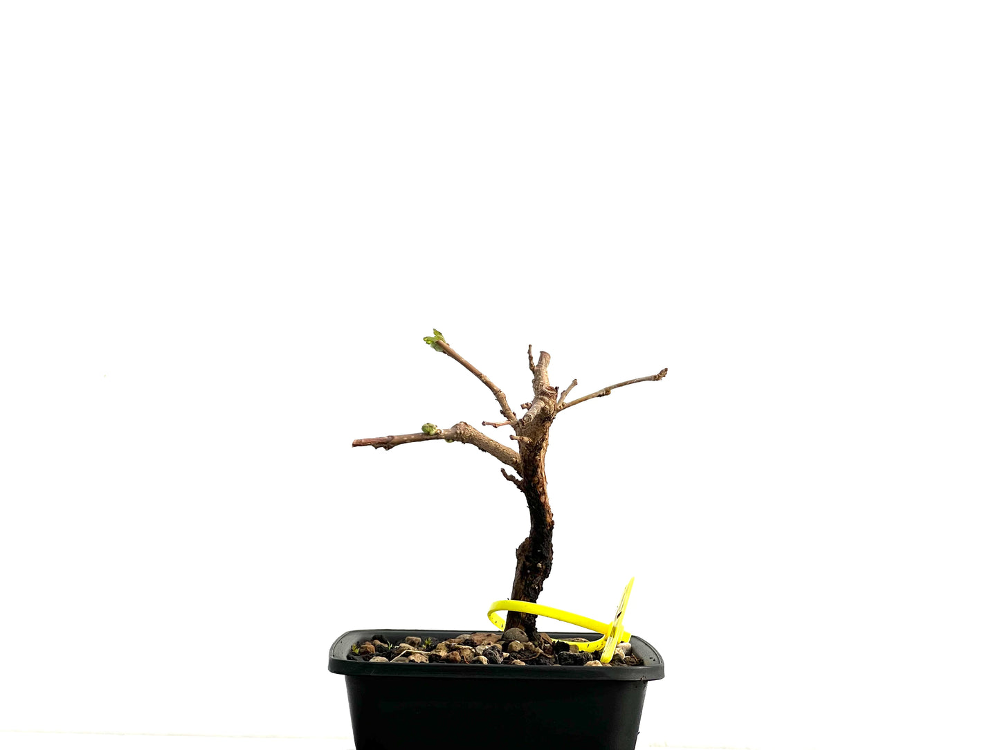 Morus Alba 3713