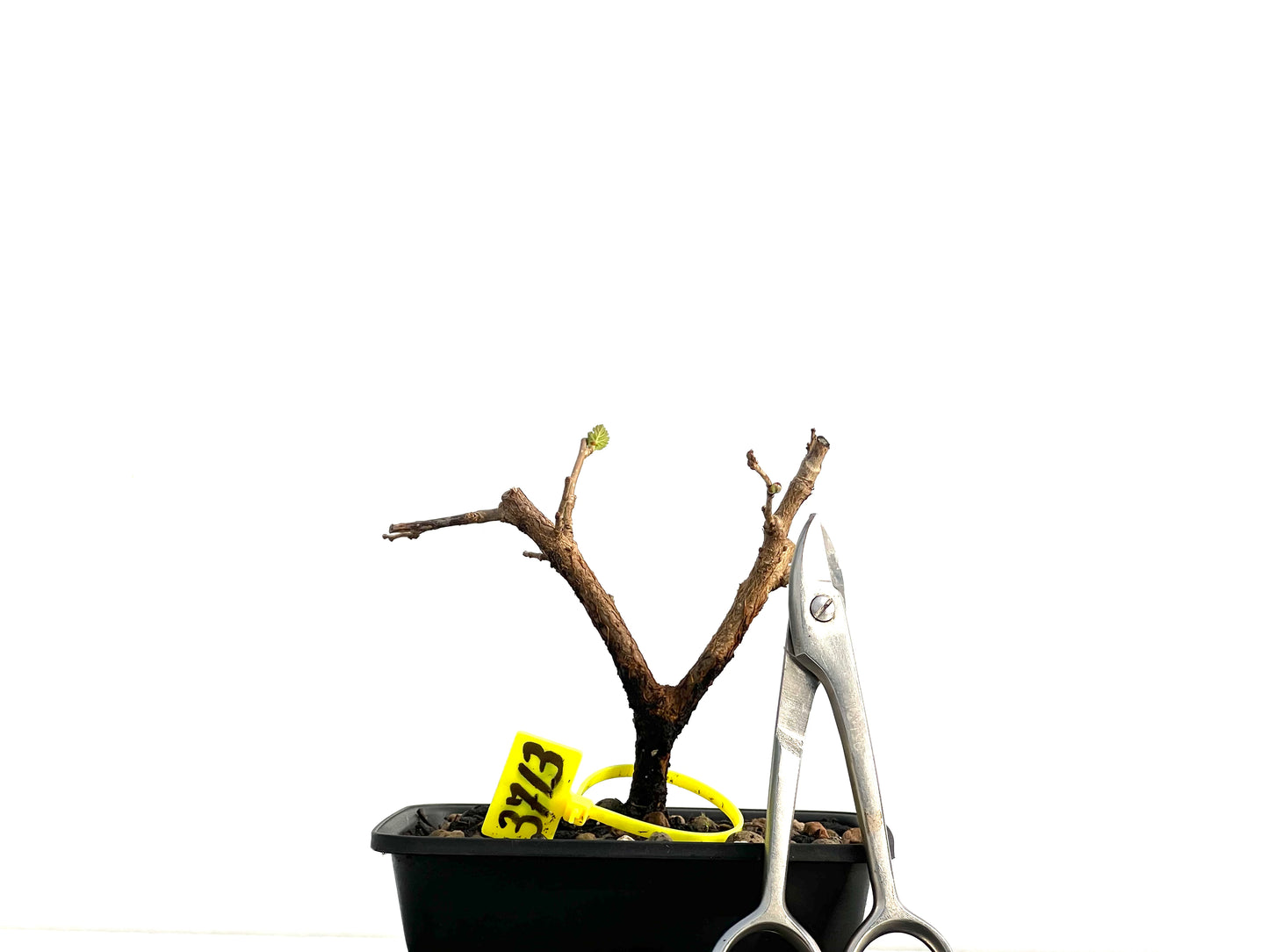 Morus Alba 3713