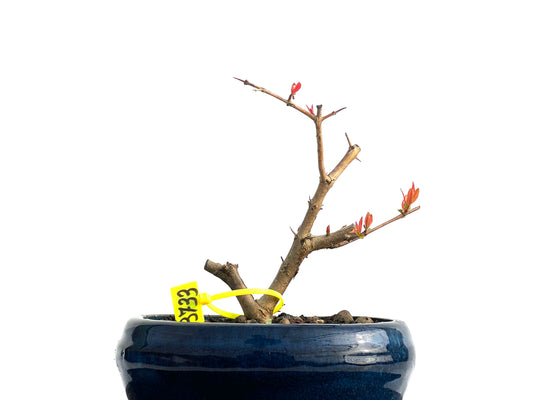Punica Granatum Nejikan 3733