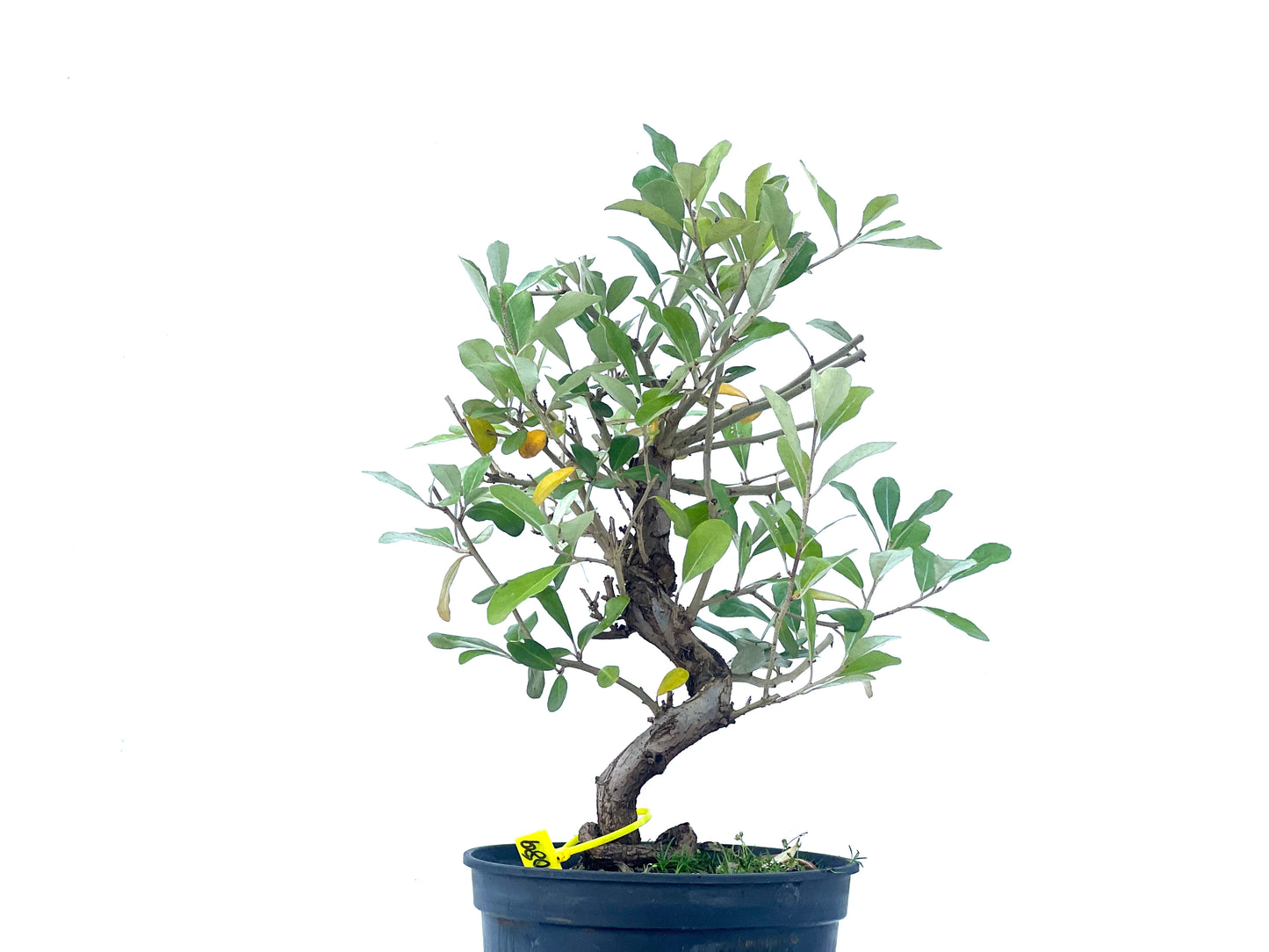 Eleagnus 2089