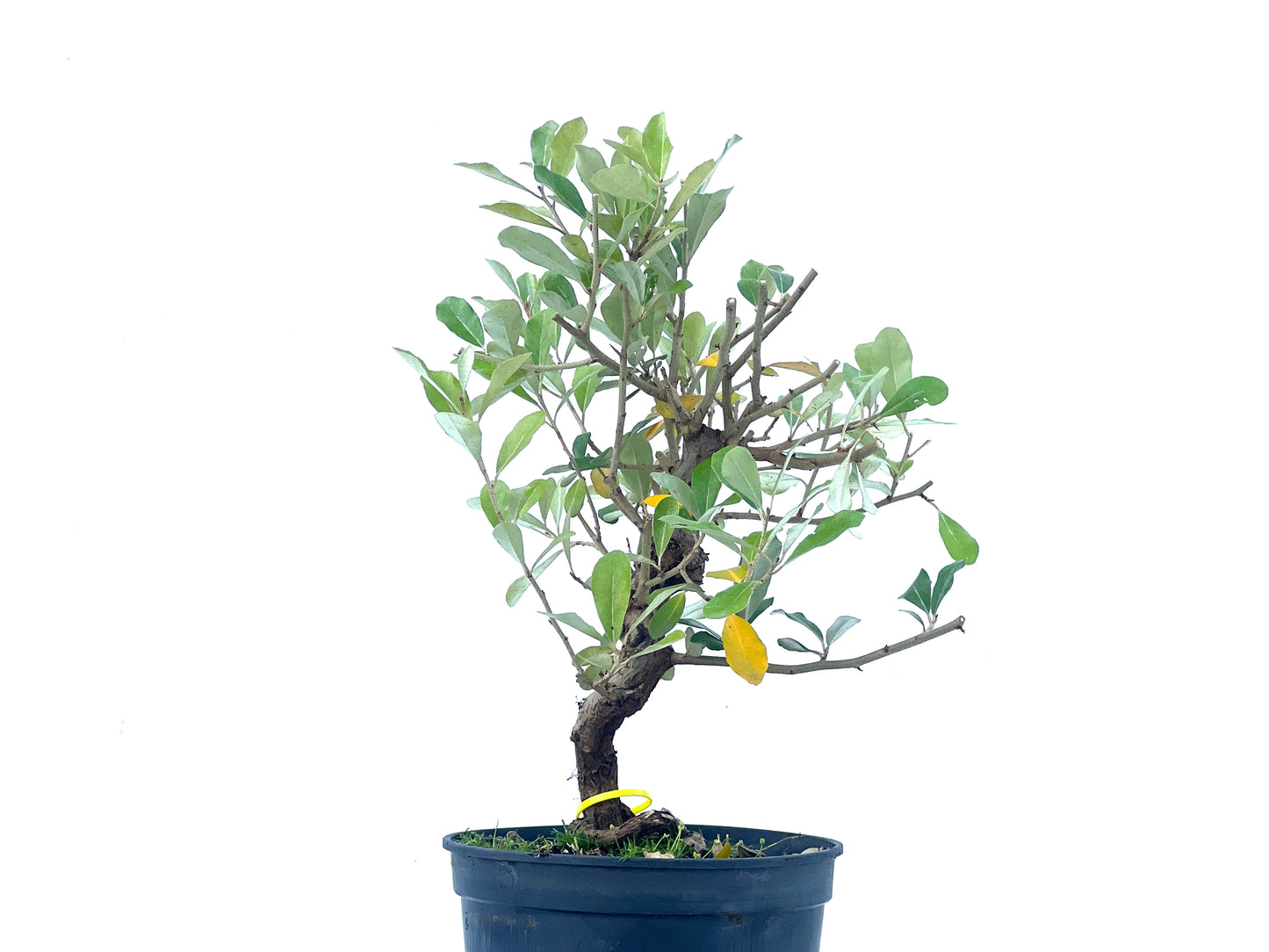 Eleagnus 2089