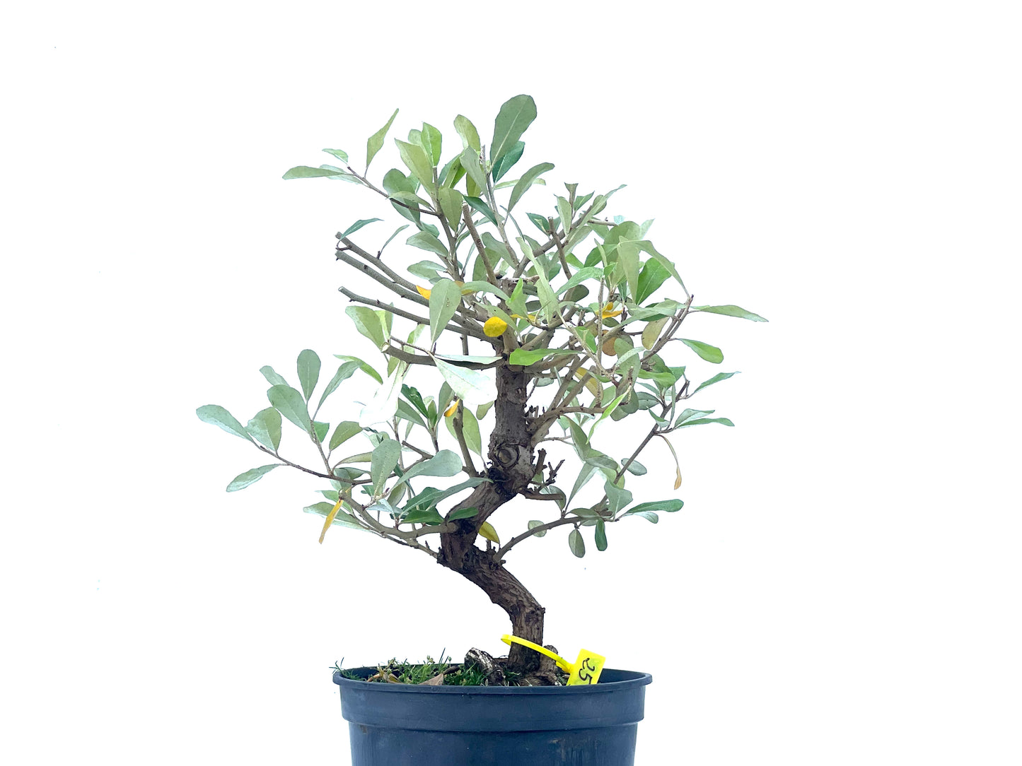 Eleagnus 2089