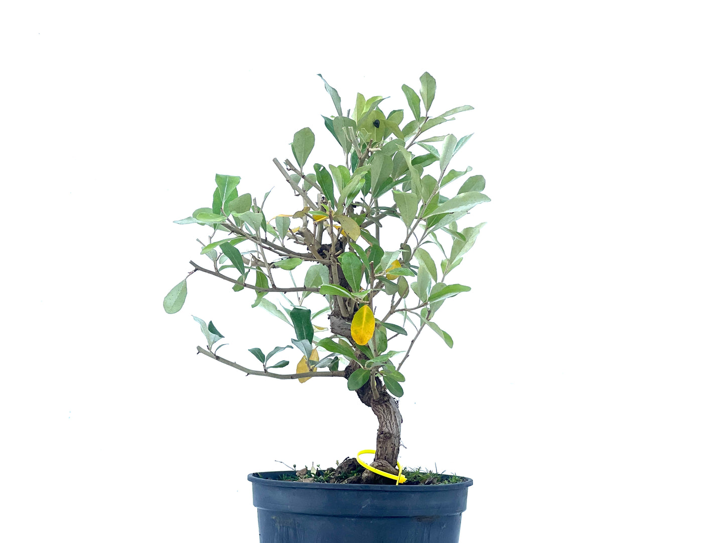 Eleagnus 2089