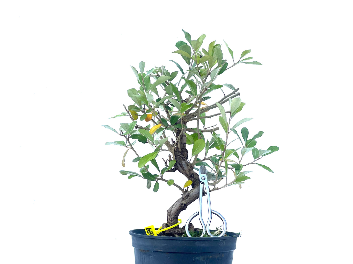 Eleagnus 2089