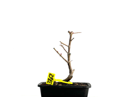 Punica Granatum Nejikan 3762