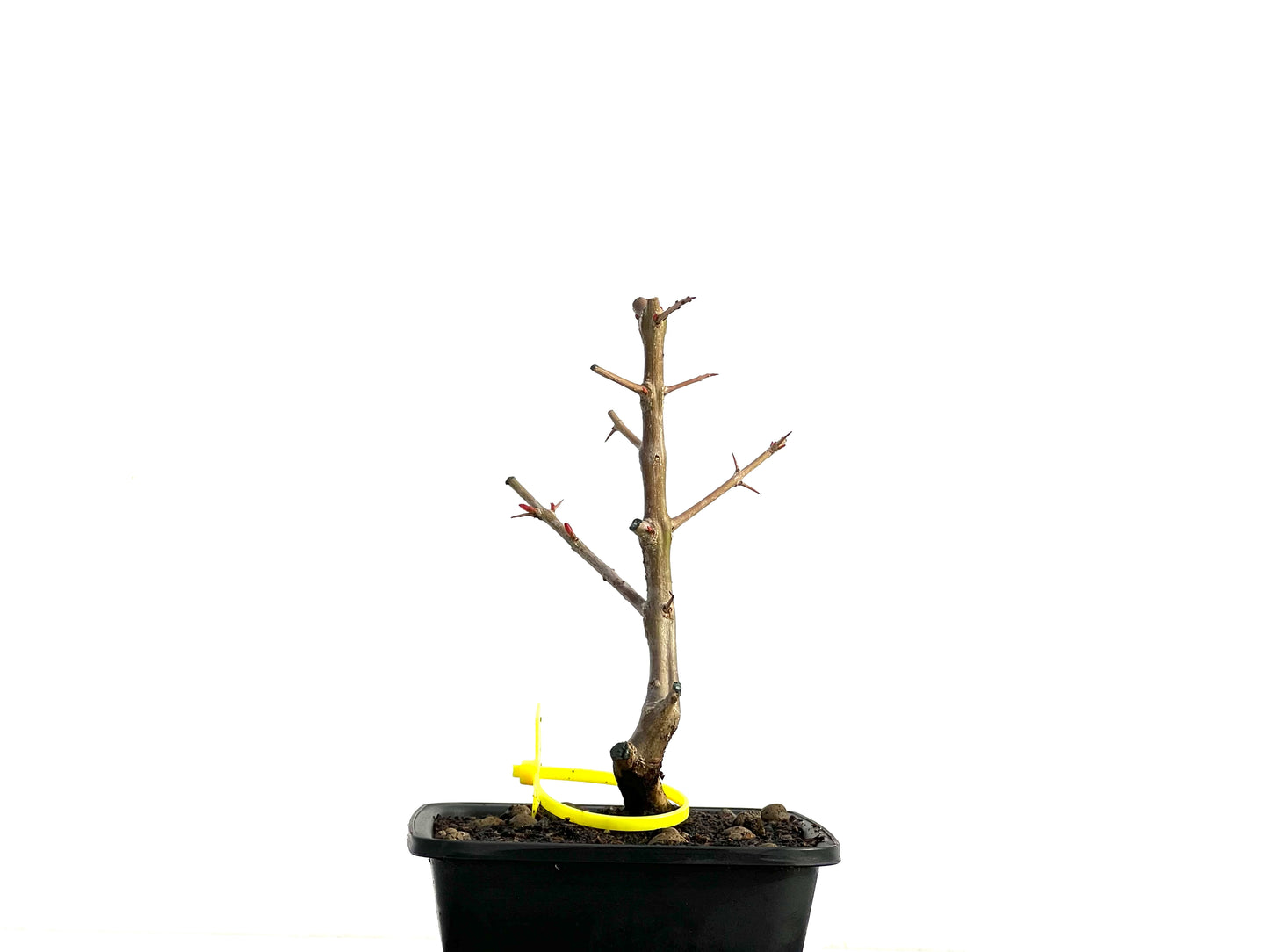 Punica Granatum Nejikan 3762