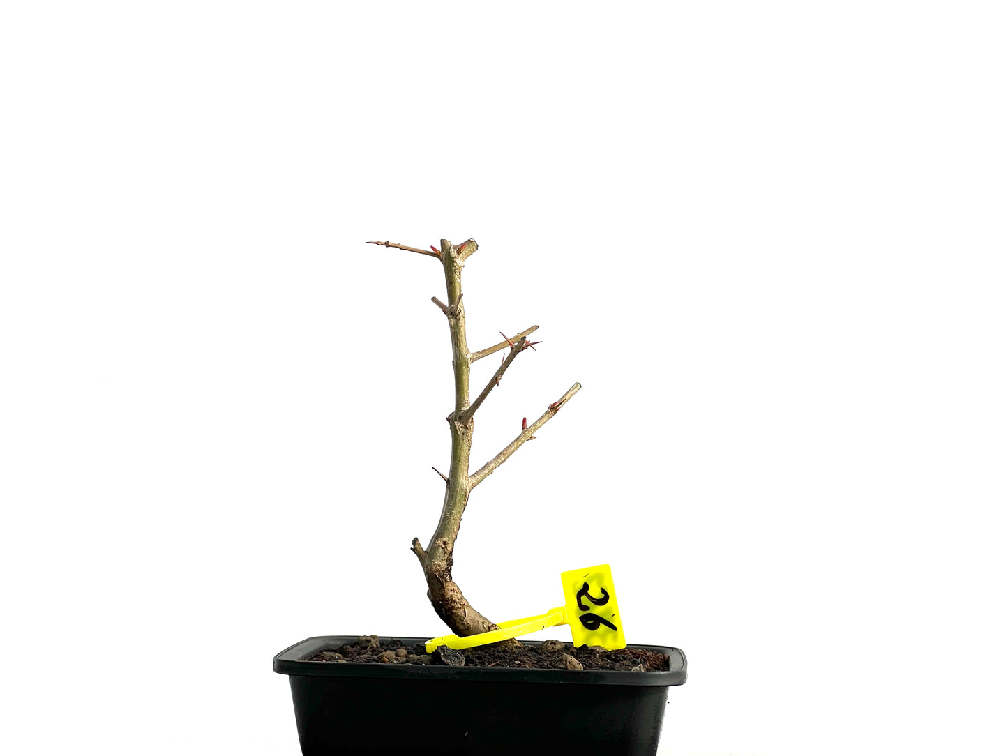 Punica Granatum Nejikan 3762