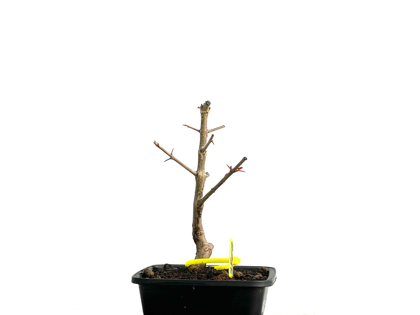 Punica Granatum Nejikan 3762