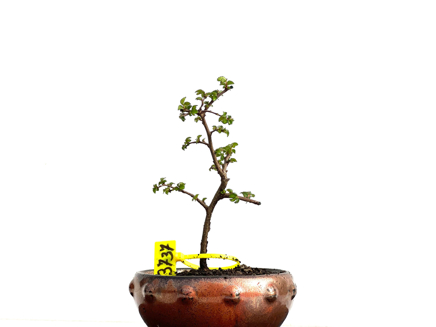 Ulmus Parvifolia 3737