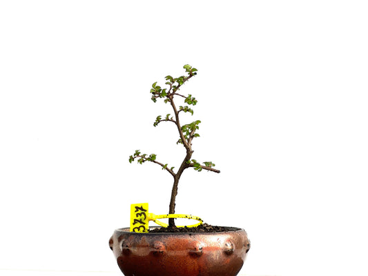 Ulmus Parvifolia 3737
