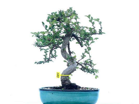 Ulmus Parvifolia 2102
