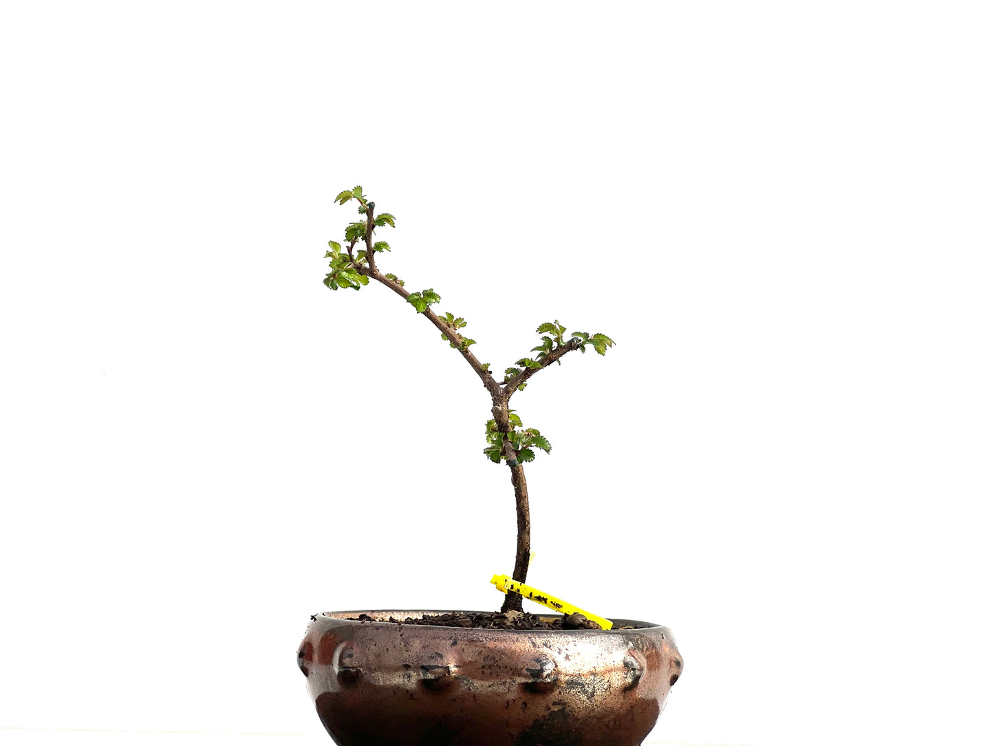 Ulmus Parvifolia 3737