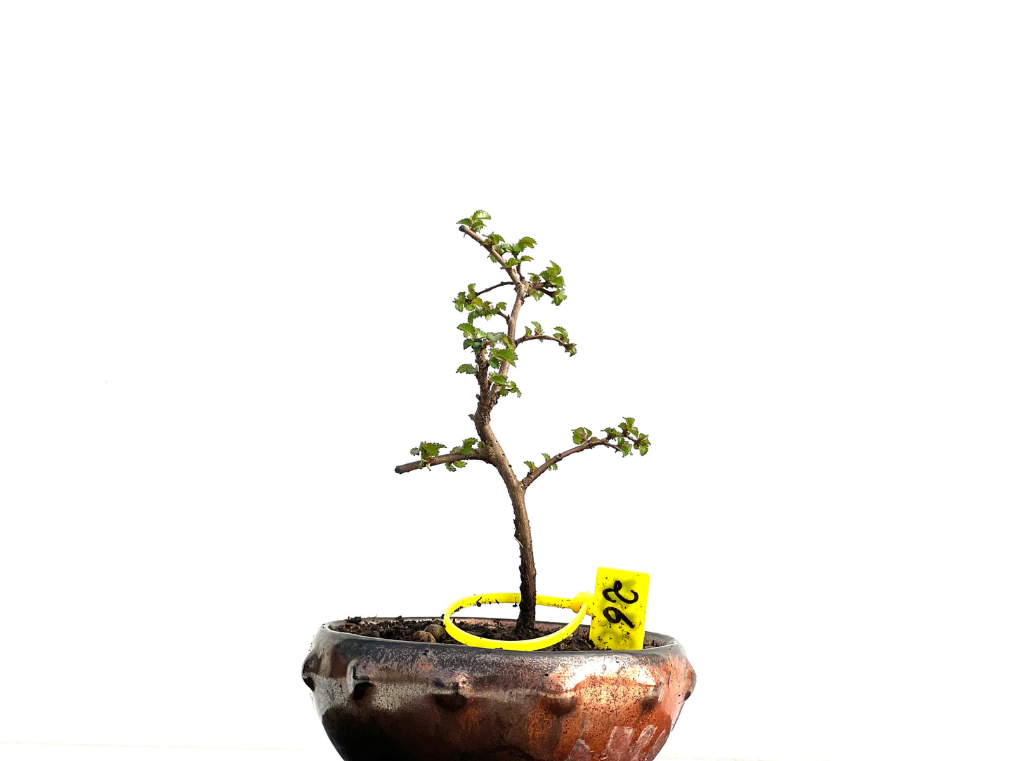 Ulmus Parvifolia 3737
