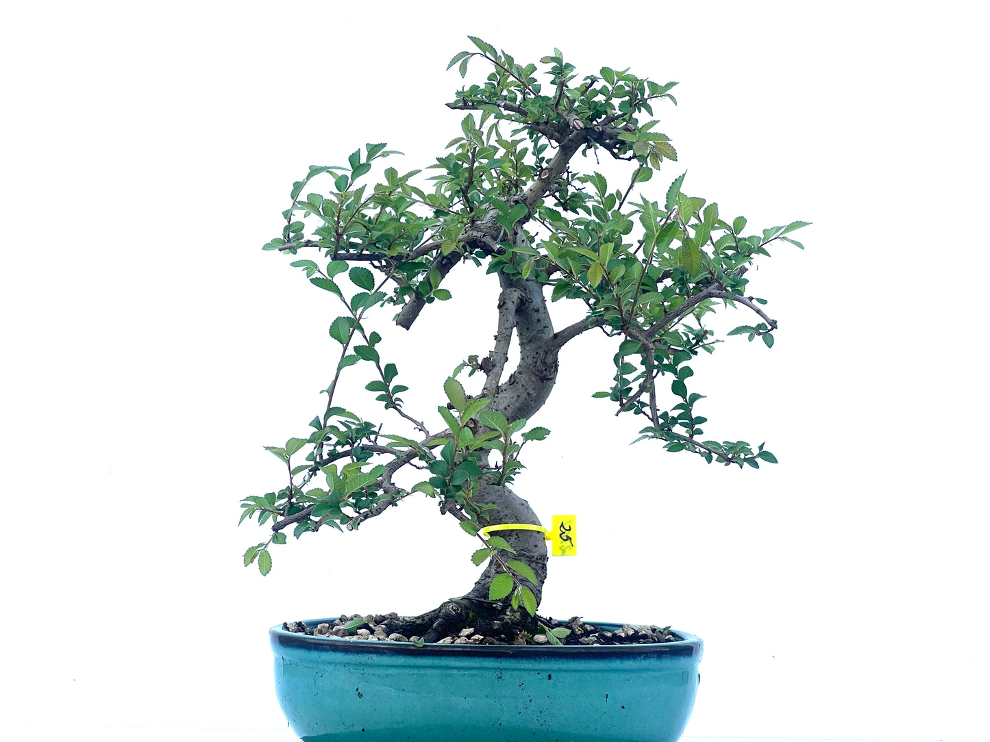 Ulmus Parvifolia 2102