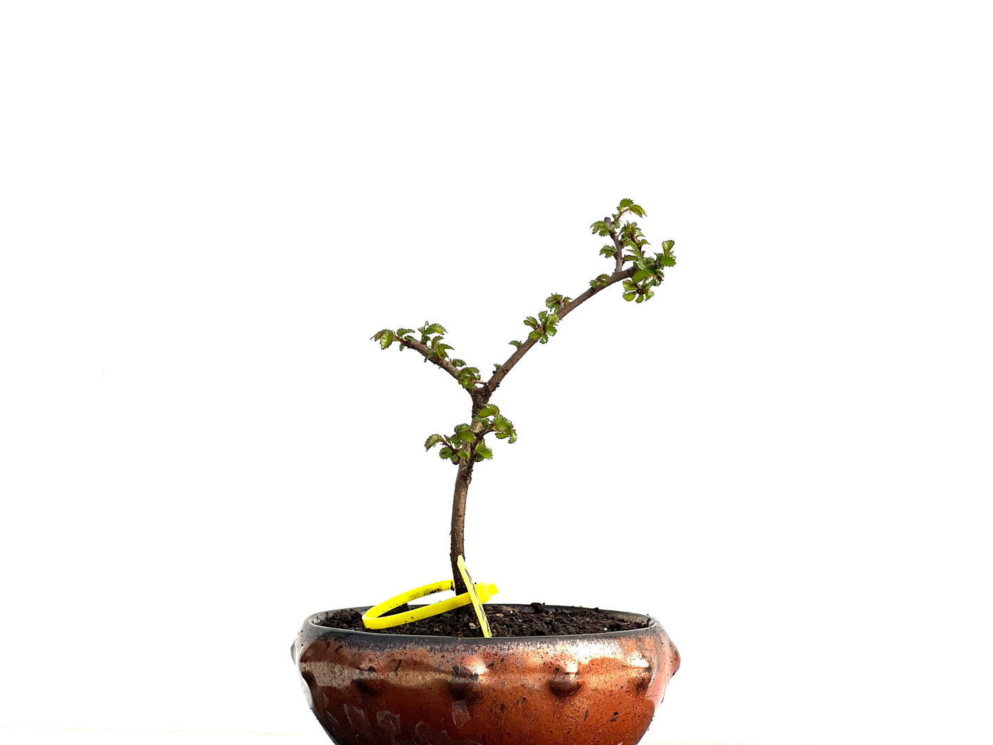 Ulmus Parvifolia 3737