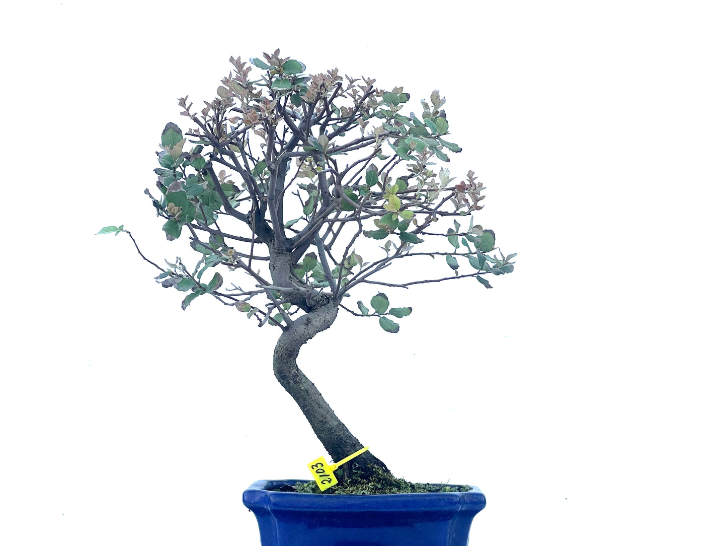 Quercus Suber 2103