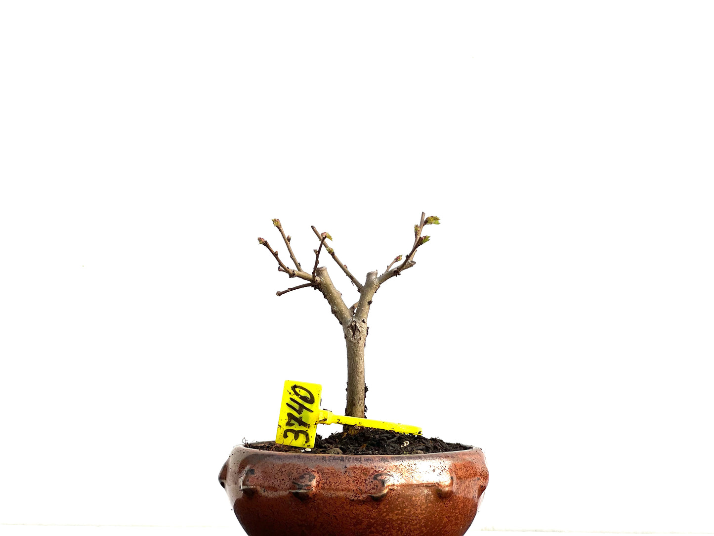 Ulmus Minor 3740